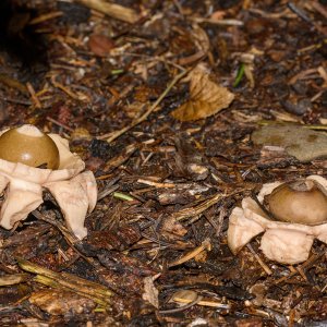 Besonderer Gast im Garten...... Jürgen Herborn